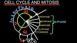 CELL CYCLE AND MITOSIS  BIOLOGY  MADE EASY [upl. by Burl513]