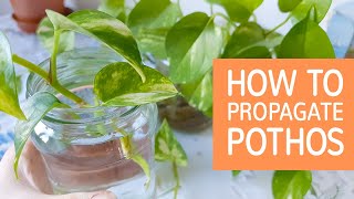 How To Propagate Pothos  Propagating Devil’s Ivy [upl. by Kneeland557]