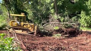 Cat D4D clearing old overgrown orchard [upl. by Lyreb]