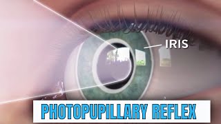 What is Pupillary Light Reflex or PLR [upl. by Almira12]