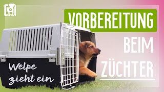 Welpe zieht ein Vorbereitung beim Züchter 3 Übungen [upl. by Alexandros428]