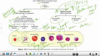 Types and Functions Of White Blood Cells WBCs  Platelets  Most important for ICMR JRF [upl. by Rodmun]