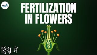 Fertilization in Flowers  in Hindi हिंदी में [upl. by Elvis109]