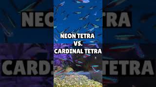 Neon Tetra vs Cardinal Tetra  What Is The Difference Shorts [upl. by Bal]