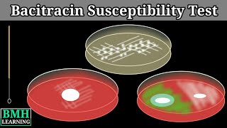 Bacitracin Susceptibility Test  Bacitracin Test For Streptococcus Pyrogenes [upl. by Idnil]