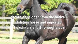 The Horsemart breed guide to Hanoverian [upl. by Fini]