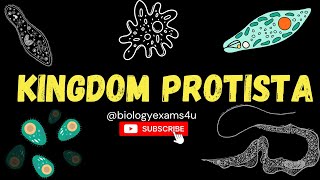 Kingdom Protista An Introduction Chrysophytes Dinoflagellates Euglenoids and Protozoans [upl. by Jock940]