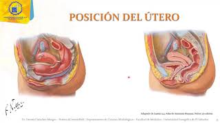 Aparato reproductor femenino Utero y ligamentos 35  Dr Ottoniel Sánchez [upl. by Zabrina]