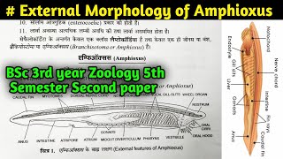 External Morphology of Amphioxus  Branchiostoma Morphology  BSc 3rd year Zoology 5th semester [upl. by Nero]