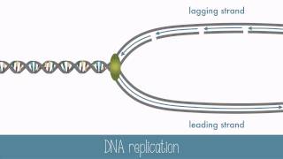 DNA Replication [upl. by Haroved953]