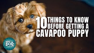 Cavapoo Puppies  Things You Should Know Before Getting a Cavapoo Puppy [upl. by Bevan712]