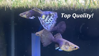 Breeding Some of the Best Fancy Guppies in the United States [upl. by Ordnazil905]