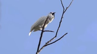 White bellbirds produce loudest bird call ever recorded [upl. by Yelreveb]