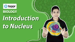 Introduction to Nucleus  Cell  Class 8 Biology [upl. by Geof]