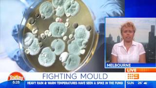 Today Show Australia  Black Toxic Mould [upl. by Sy]