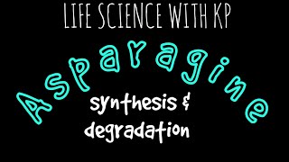 ASPARAGINE Synthesis amp DegradationVlog 18 [upl. by Yesnikcm]