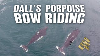 Dalls Porpoise  Wake Riding  Kenai Fjords National Park [upl. by Nikkie]