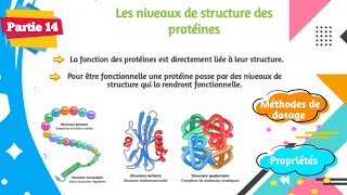 Biochimie  Structure des protéines  Partie 1414 [upl. by Seow]