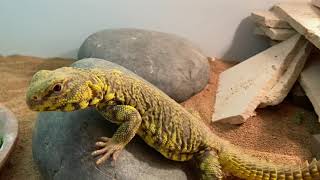 THE PERFECT SETUP FOR WILD CAUGHT UROMASTYXS [upl. by Novi]