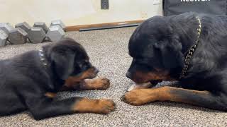 Rottweiler Puppy Learns To Bark [upl. by Ephram]