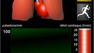 Rythmes cardiaque et respiratoire [upl. by Oralia]