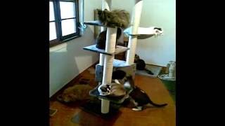 Cat Tree  Arranhador para gatos  Rascador ATLAS altura  height 240270 cm [upl. by Acsecnarf]