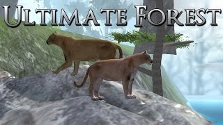 Learning to Live As a Wild Cougar • Ultimate Forest Simulator [upl. by Nwahsat]