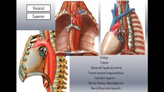 Mediastino [upl. by Tiga420]