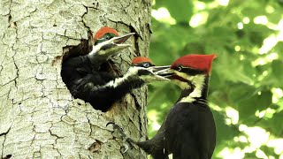 The Pileated Woodpecker A Trickster [upl. by Selia544]