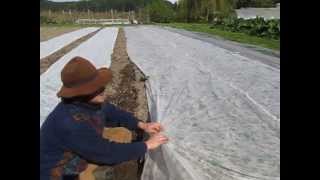 protecting brassicas with FLOATING ROW COVER [upl. by Mignon]