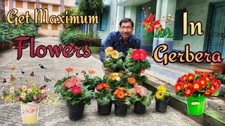 Caring of Gerbera for Getting Maximum Flowers [upl. by Ynobe]