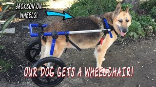 Our Dog Gets A Wheelchair [upl. by Roybn792]