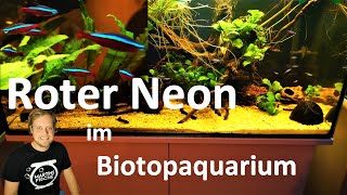 Südamerikanische Salmler für Süßwasseraquarien 🐠 [upl. by Anoid]