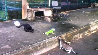 Four cats vs an iguana [upl. by Yks151]