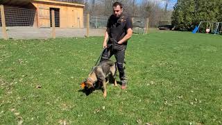 Day 1 IGP  Schutzhund tracking with Gage [upl. by Ecnaled]