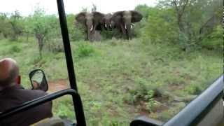 Elephant Encounter  Guiding through a tricky situation [upl. by Husha747]