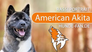 ► American Akita 2018 Rasse Aussehen amp Charakter [upl. by Ikey64]