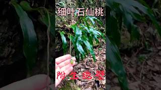 Cliff epiphyteSchizonepeta tenuifolia。绝壁附生细叶石仙桃 [upl. by Violante]