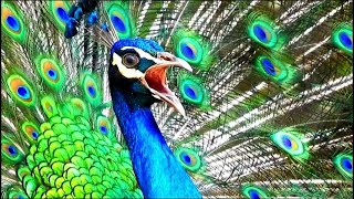 Peacock sound 4k  voice of peacock call [upl. by Amehr326]