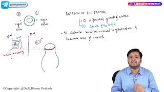 16 Development Of Stomach  Embryology [upl. by Svend559]