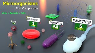 How Microorganisms looks under the microscope  Virus Size  Bacteria size  Antibodies size [upl. by Tjader]