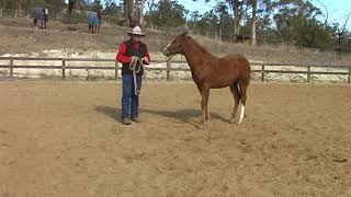 Teach Your Horse Groundwork Basics 1 [upl. by Jayson]