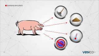 DIARREIA EM SUÍNOS QUAIS AS CAUSAS E A PREVENÇÃO [upl. by Arundel]