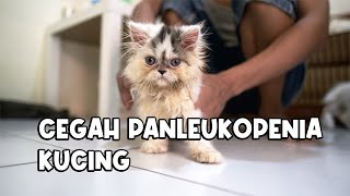 Cara Mencegah Virus Panleukopenia Pada Kucing [upl. by Attekram]