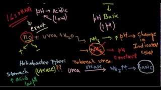 Urease test [upl. by Liborio284]