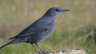 ROQUERO SOLITARIO Blue rock thrush Monticola solitarius 4K [upl. by Hako676]