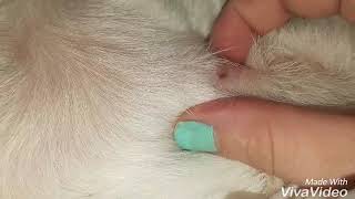 Huge Zit Cyst Pimple On A Dog [upl. by Nikkie]