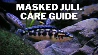 How to Care for Masked Juli Cichlids  Care and Breeding Guide Julidichromis Transcriptus [upl. by Otrebtuc930]