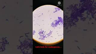 Bacterial Cells with Endospores under Microscope I Shorts [upl. by Natsirhc]