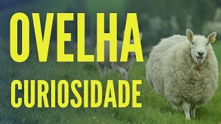 10 Curiosidades Ovelhas [upl. by Loeb417]